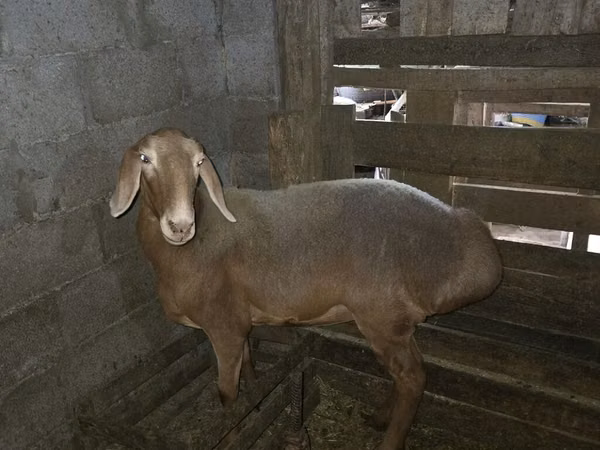 میش, Arashan sheep — قرقیزستان