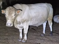 公牛, Swiss cattle — 照片 1
