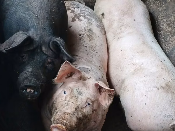 Boar, Pigs — Moldova