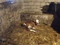 பசு, Simmental cattle — புகைப்படம் 3