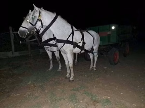Horse (M), Horses — Hungary