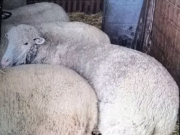Oaie, Merino sheep