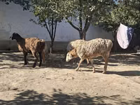 Schaap, Schapen — foto 7