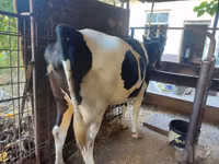 Cow, Russian Black pied cattle — photo 2