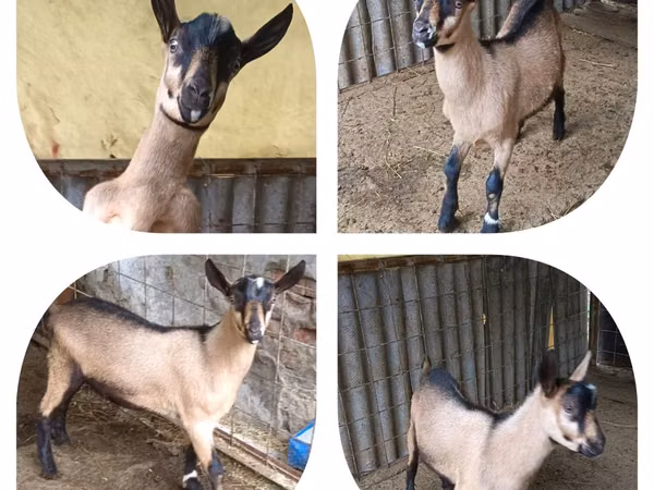 Billy Goat, Alpine goat — Kazakhstan