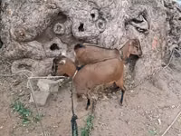 Chèvres (lot, sexe non indiqué), Nubian Goat — photo 2