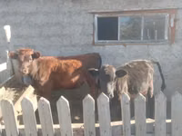 母牛, Cattle — 照片 3