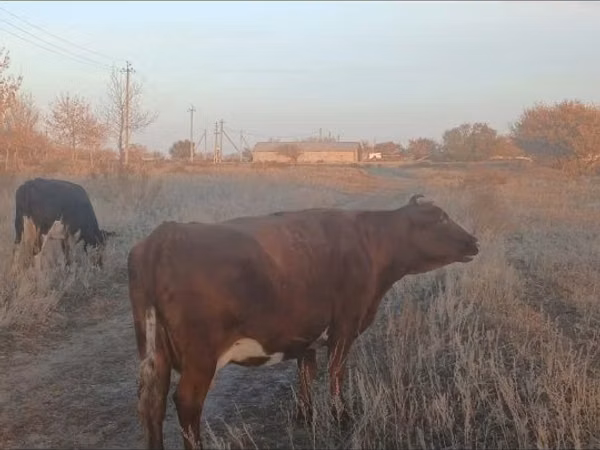 Cow, Cattle — Kazakhstan