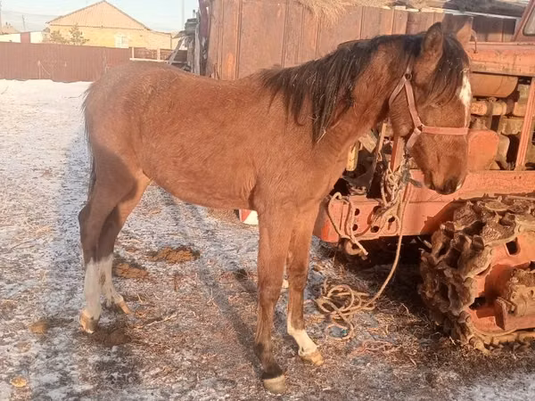 Horse (M), Thoroughbred horse