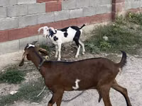 بز ماده, Nubian Goat — عکس 3