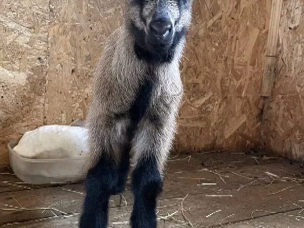 Billy Goat, Czech Brown Shorthaired goats — Russia