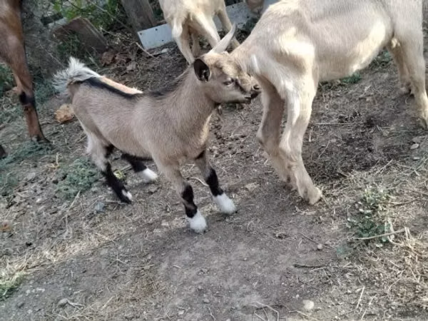 Billy Goat, Goats — Hungary