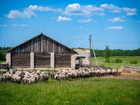 Ovan, Romanov sheep — fotografija 3