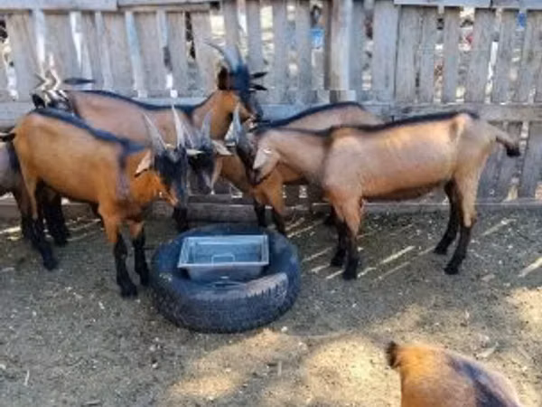 Billy Goat, Alpine goat — Hungary
