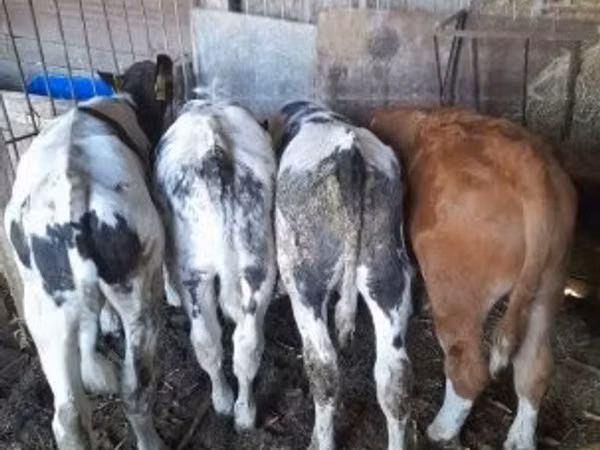 सांड, Simmental cattle — हंगरी