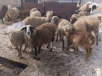 میش, Romanov sheep — عکس 3
