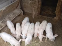 Boar, Pigs — photo 2