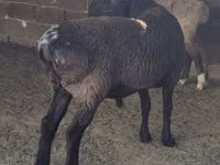 Koç, Hissar sheep — foto 2