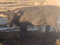 گاو نر, Simmental cattle — عکس 2