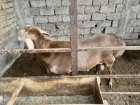 قوچ, گوسفند — عکس 1