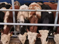 Banteng, Aberdeen-Angus — foto 3