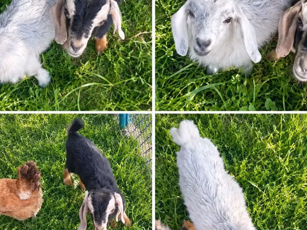 Koza, Nubian Goat — Kazachstán