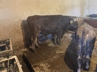 Toro, Swiss cattle — foto 4