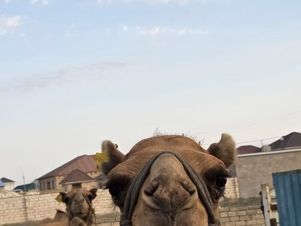 Camel Female, Kazakh Bactrian camel — Kazakhstan