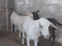 Koza, Saanen goat — foto 1