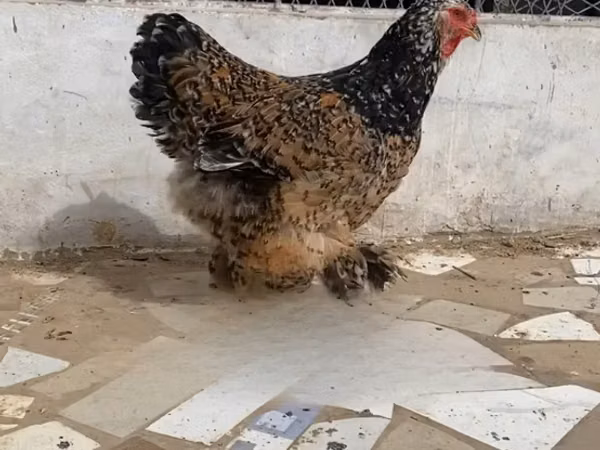 Chickens — সেনেগাল