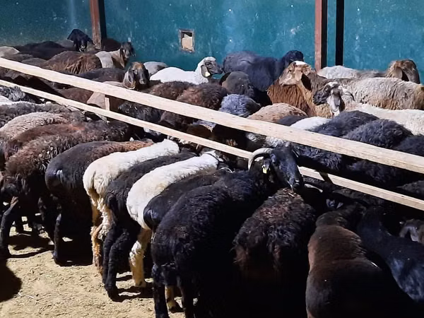 Ram, Sheep