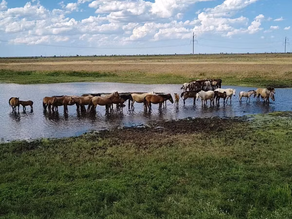Horses (batch, sex not specified), Horses — Kazakhstan