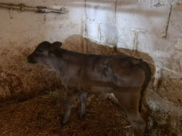 Lembu jantan, Cattle