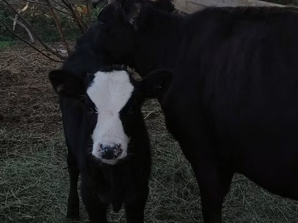 Cow, Alatau breed — Kazakhstan
