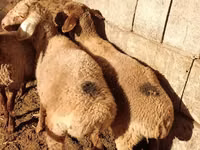 Schaap, Schapen — foto 3