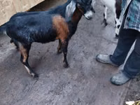 Taka, Nubian Goat — 1-rasm