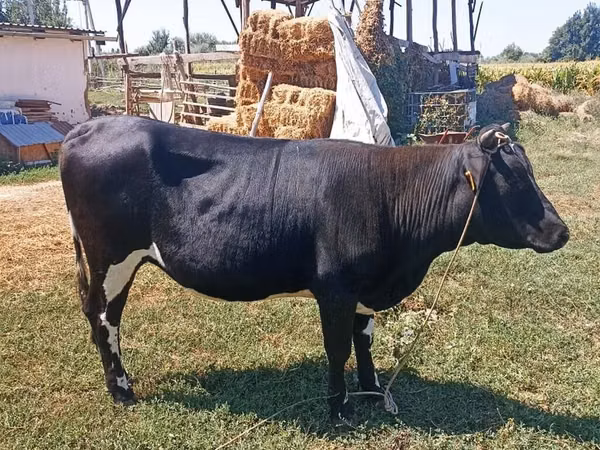 Cow, Holstein breed — Kyrgyzstan