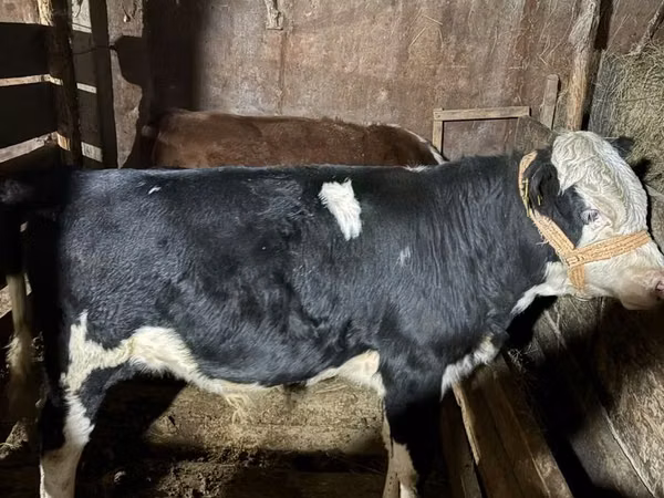 Ram, Sheep — Kazakhstan