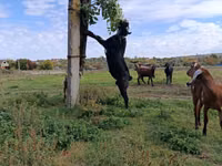 Ziegenbock, Nubian Goat — Foto 1