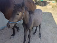 Kuda betina, Horses — foto 6