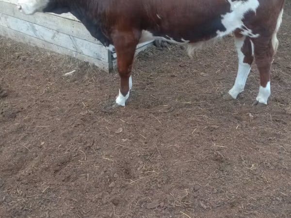 Banteng, Swiss cattle
