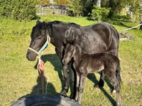 مادیان, Horse breed — عکس 7