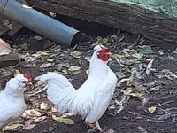 Ιαπωνικό Bantam — φωτογραφία 2