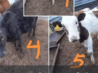 Үхэр (бүлэг, хүйс заагаагүй), Simmental cattle — 2 зураг