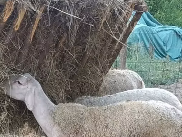 Ram, Sheep — Hungary
