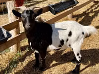 Kozioł, Dutch Landrace goats — zdjęcie 1