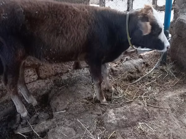 Bull, Cattle — Azerbaijan