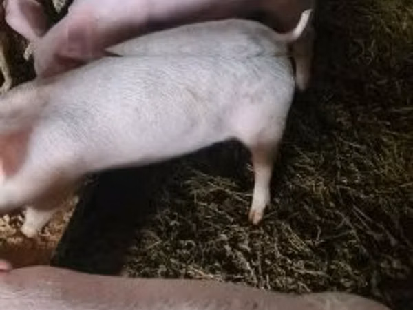 Хукмода, 
