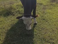 گاو ماده, Simmental cattle — عکس 2