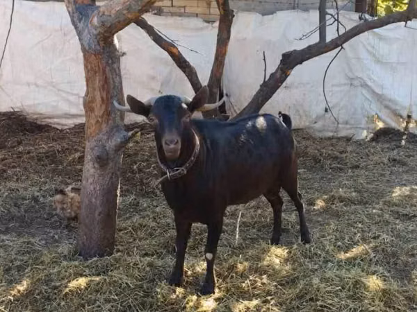 Billy Goat, Goats — Moldova